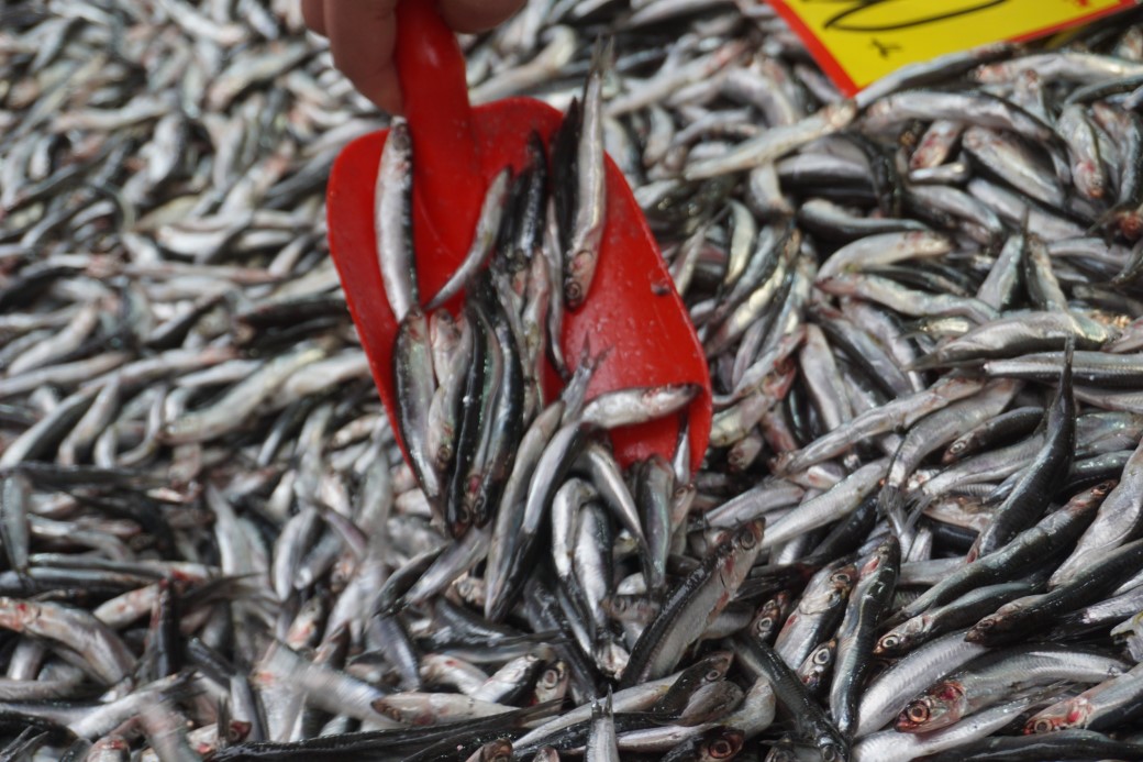 Kilosu 100 liraya düştü, kasalar dolusu hamsi satıldı