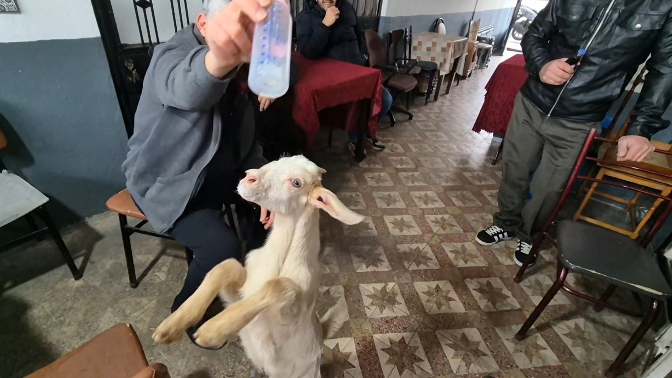 Tekirdağ’da çaycıyla dolaşan oğlak hayrete düşürdü