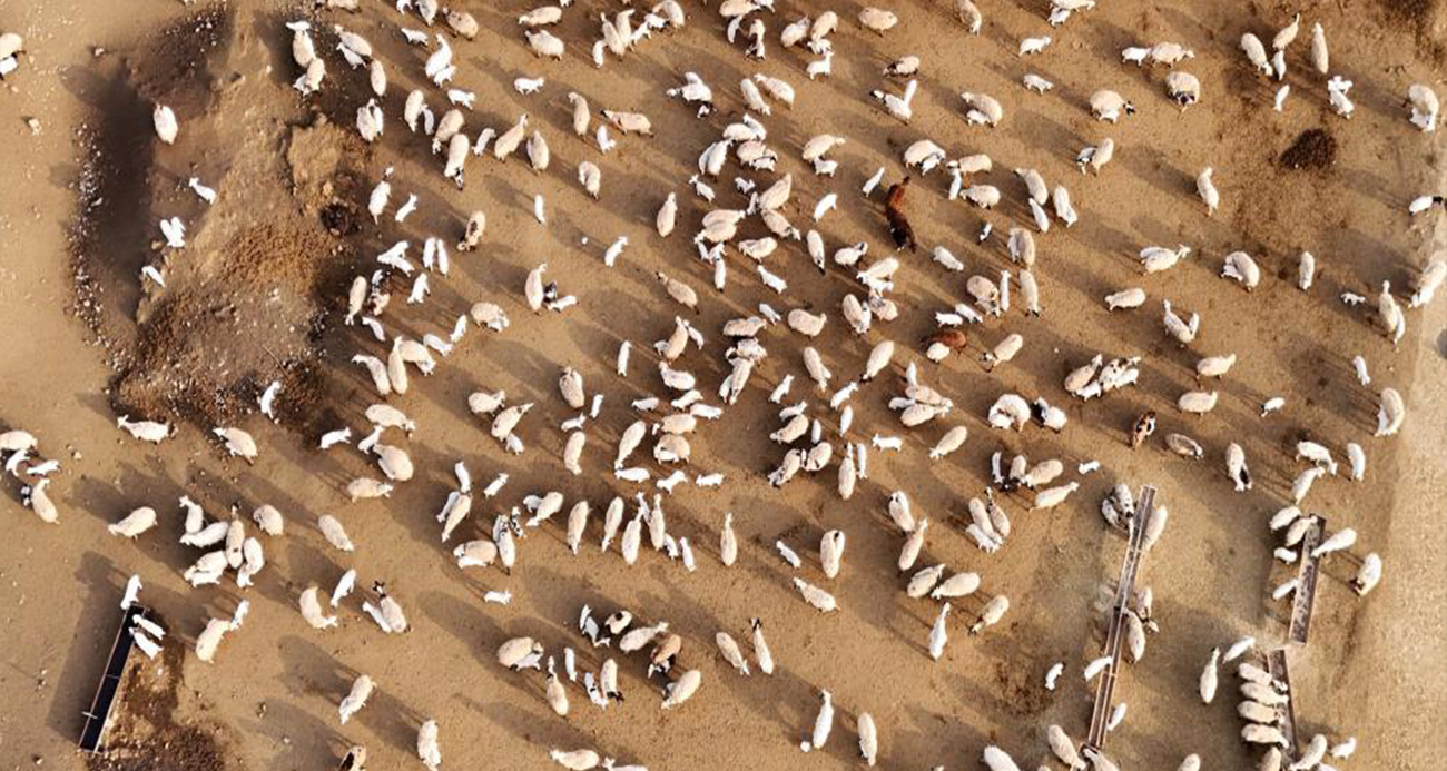 Erzincan’da koyun ve kuzuların coşkulu buluşması