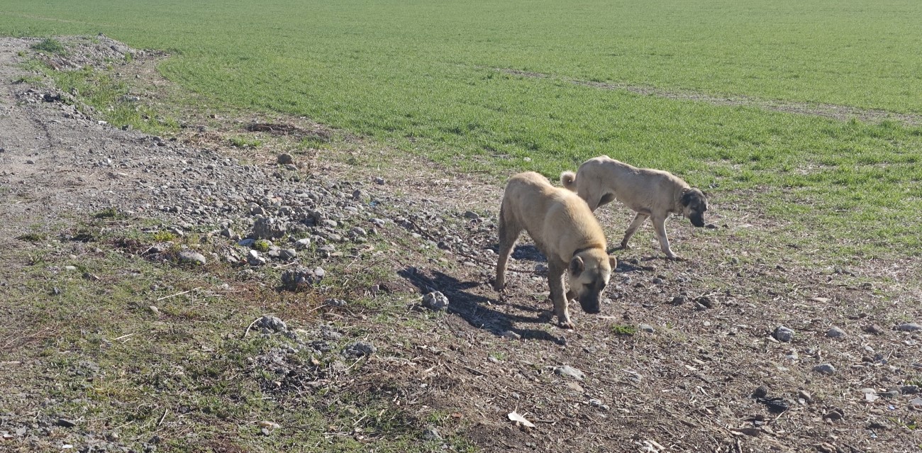 Evinin yolunu karıştıran Alzheimer hastası adam köpeklerin saldırısına uğradı