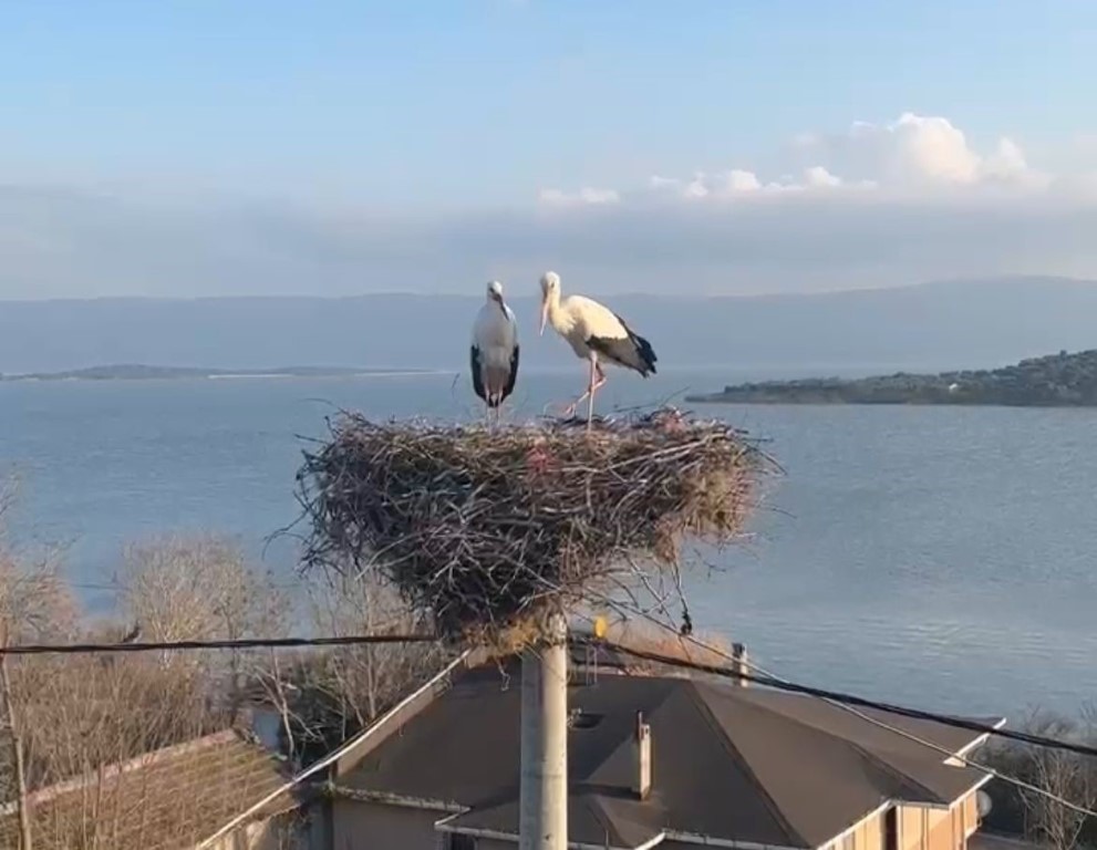 Yaren leylek için gözleri hem ufukta hem yuvada...