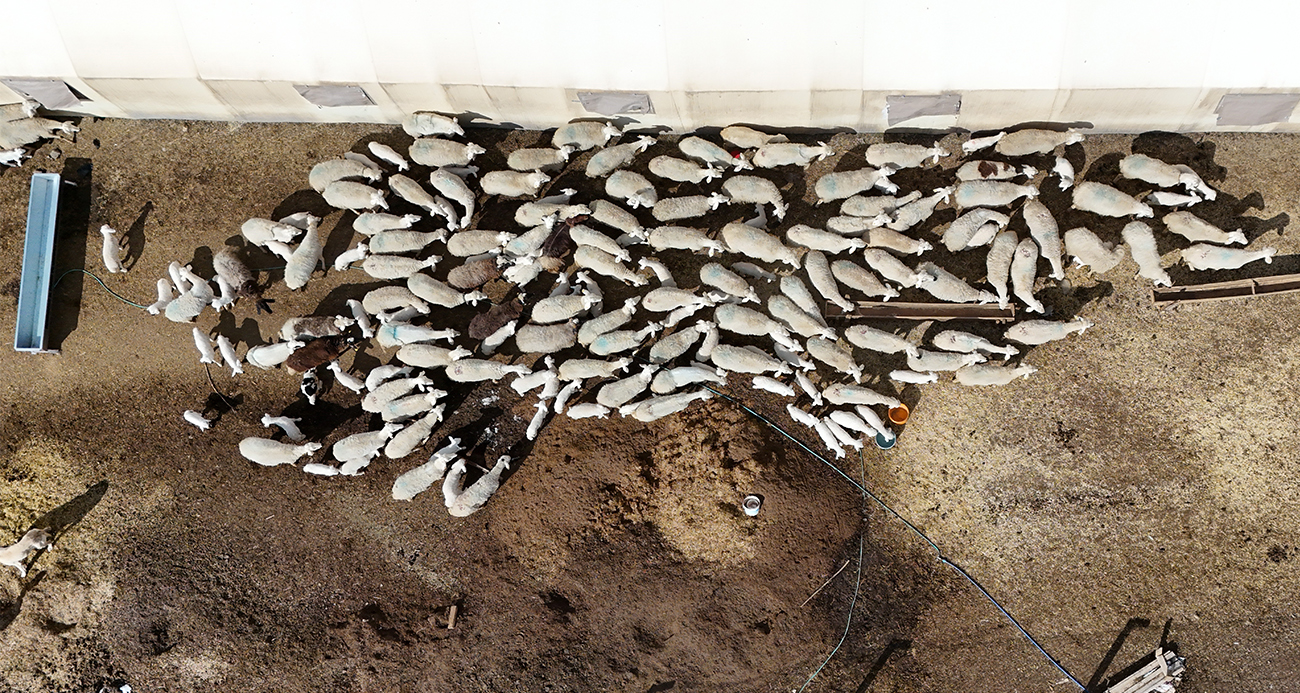 Şehir hayatına 5 ay dayanabildi: Köyüne geri dönüp hayvancılığa yeniden başladı