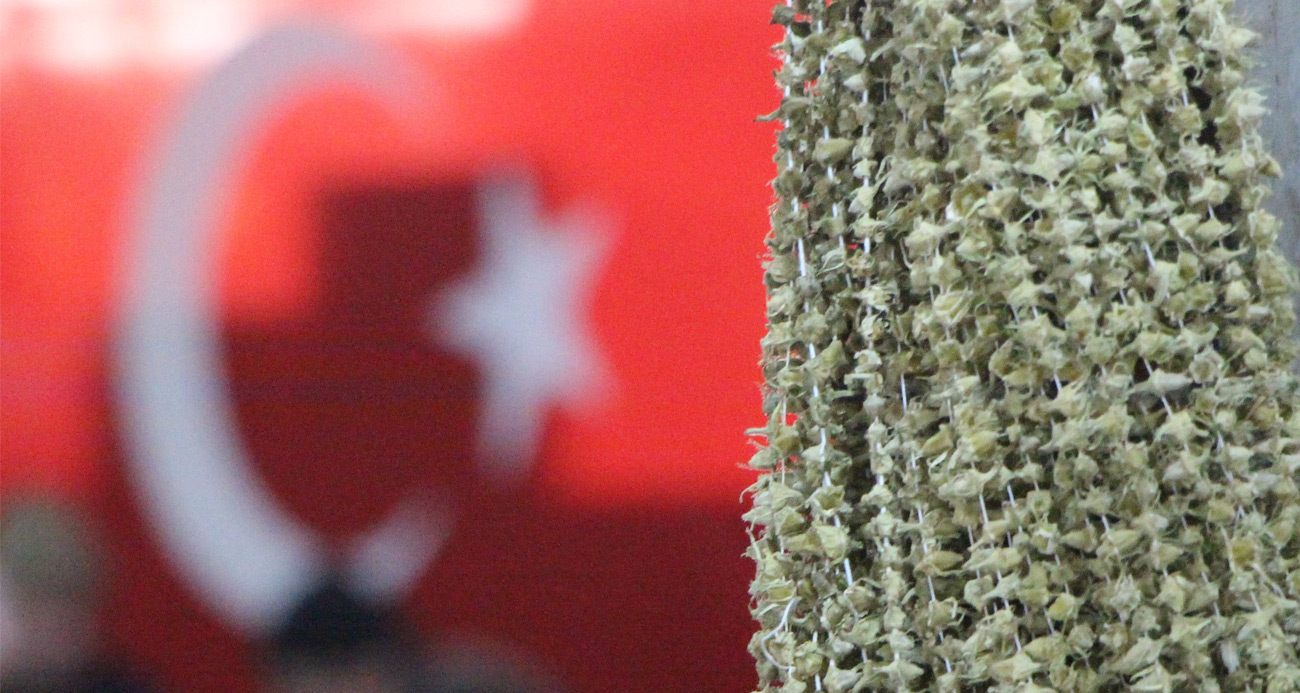 Amasya’da çiçek bamyanın fiyatı gram altını geçti, kilosu 3 bin 500 TL’den satılıyor