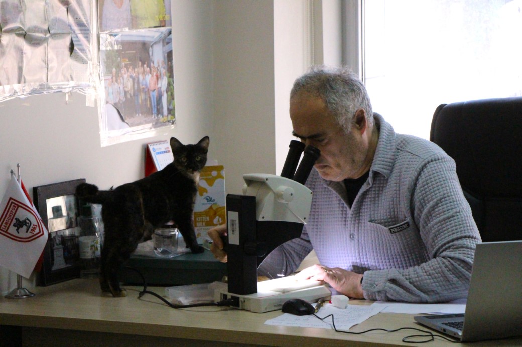 Kedi dostu profesör: Çalışma odasını kedileriyle paylaştı, her gün silip süpürüyor