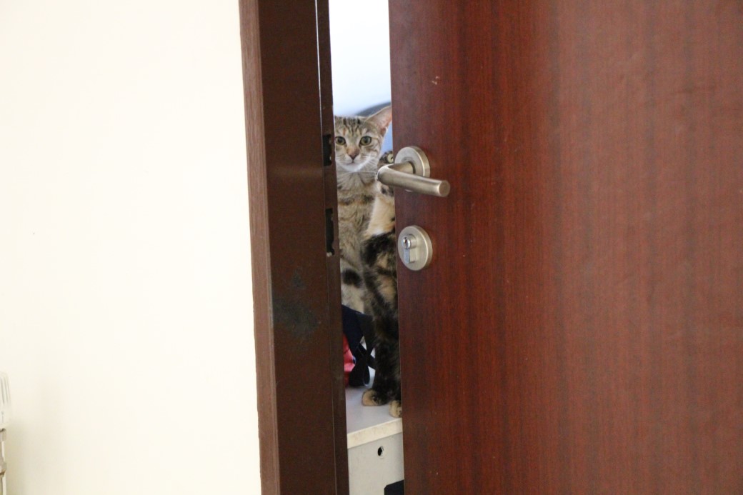 Kedi dostu profesör: Çalışma odasını kedileriyle paylaştı, her gün silip süpürüyor