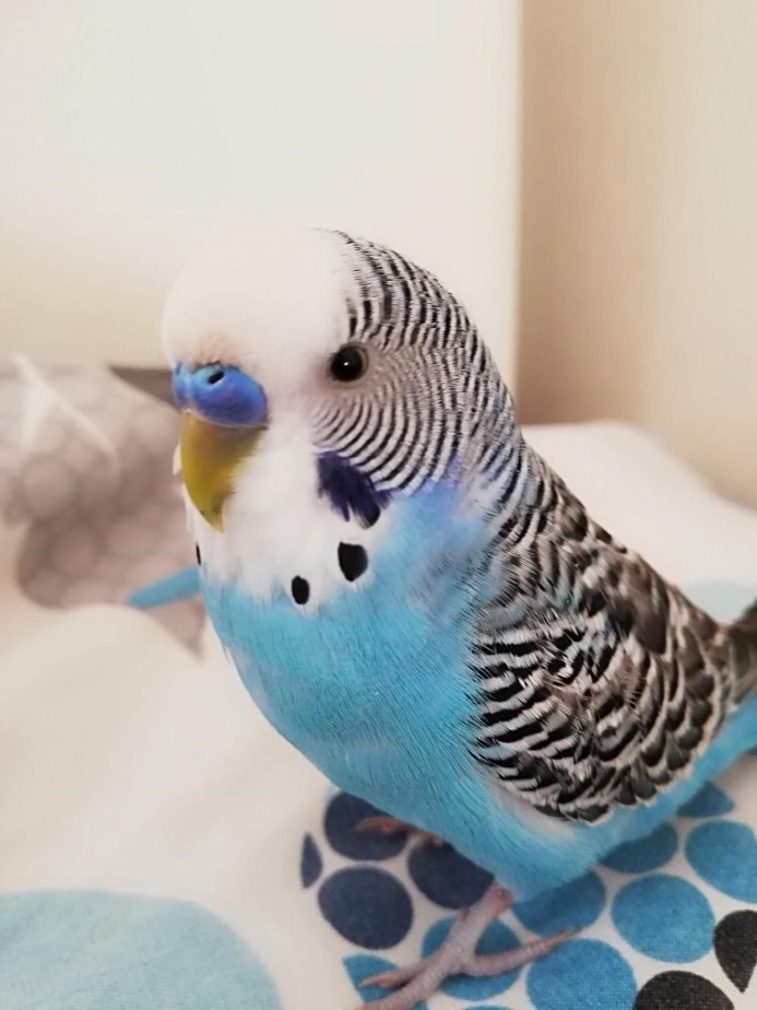 Evladım gibiydi dediği 6 yıllık kuşunu bulana 20 bin TL ödül verecek