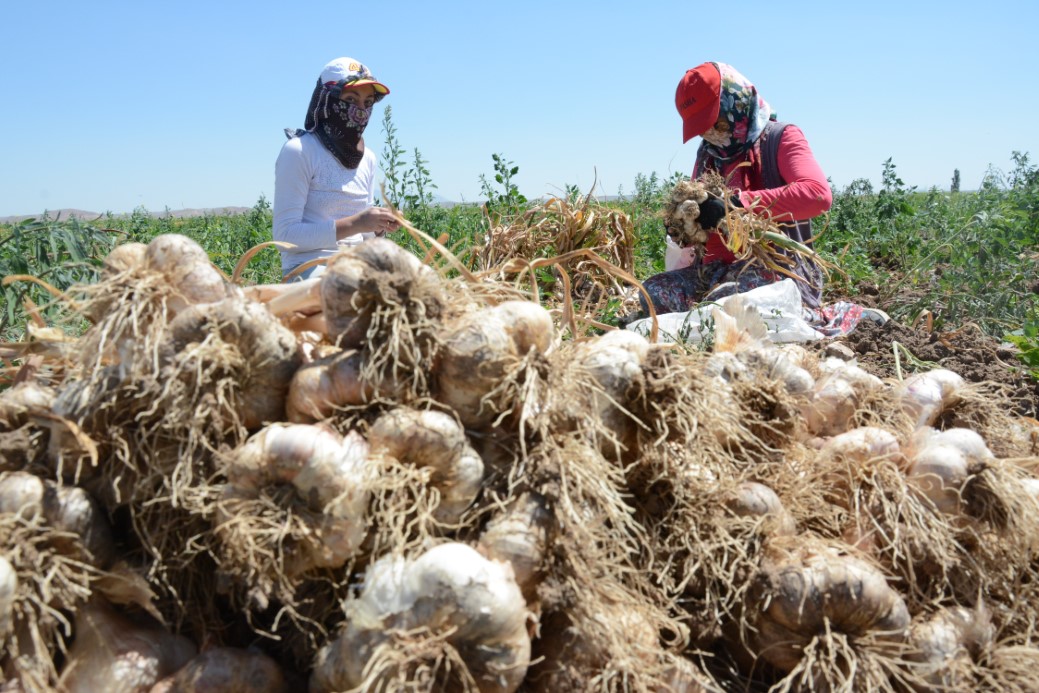 İspanya’dan Aksaray’a sarımsak yatırımı