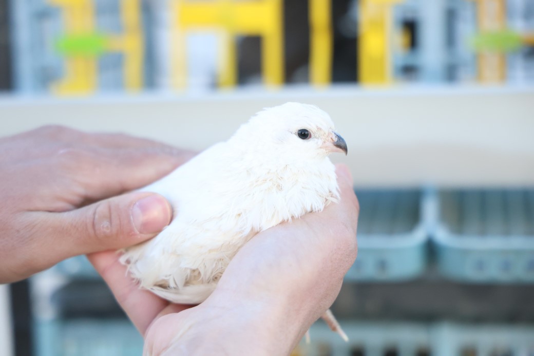 Üniversiteli genç ürettiği egzotik bıldırcınları dünyaya ihraç ediyor