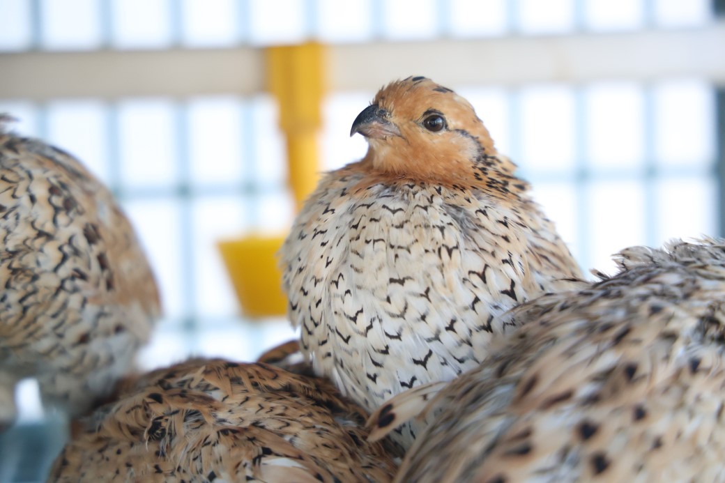 Üniversiteli genç ürettiği egzotik bıldırcınları dünyaya ihraç ediyor