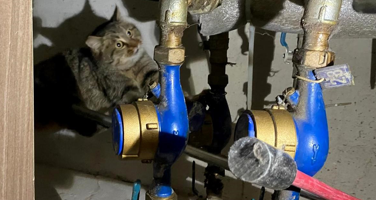 İtfaiyeden kedi kurtarma operasyonu