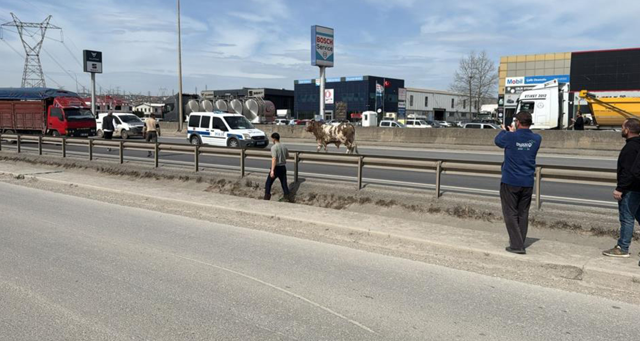 D-100’e çıkan tosun ortalığı birbirine kattı: O anlar kamerada