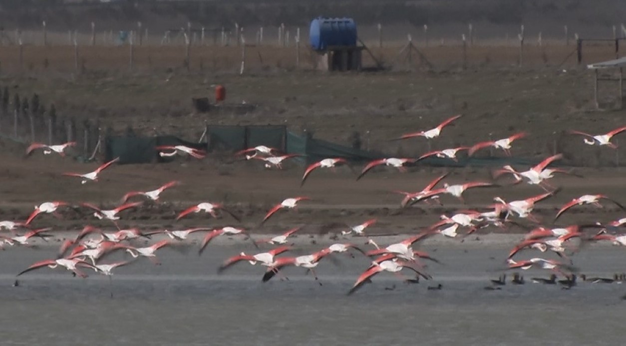 Ankara’da konaklayan flamingoların yaşam alanı tehdit altında