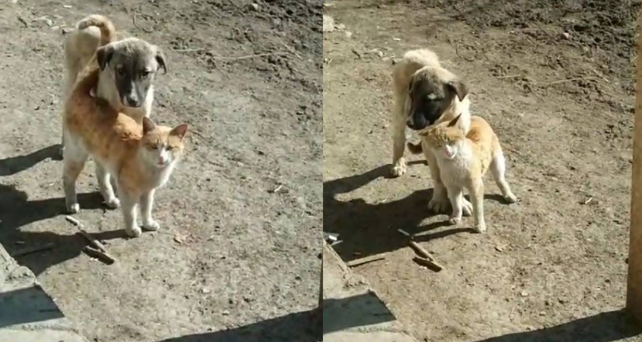 Kars’ta sıcak dostluk: Kedi ile köpeğin samimi anları kamerada