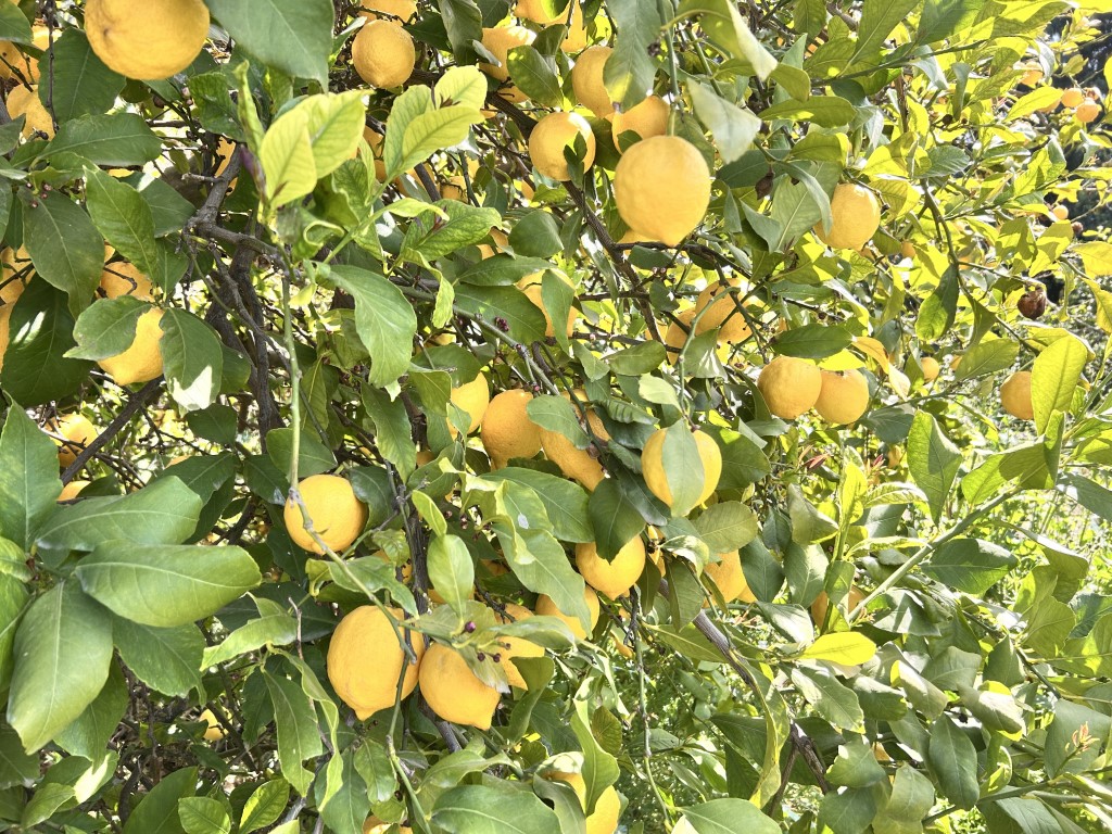 Üreticinin önlemiyle zirai dondan kurtulan limon bahçede 15 TL’den alıcı buluyor