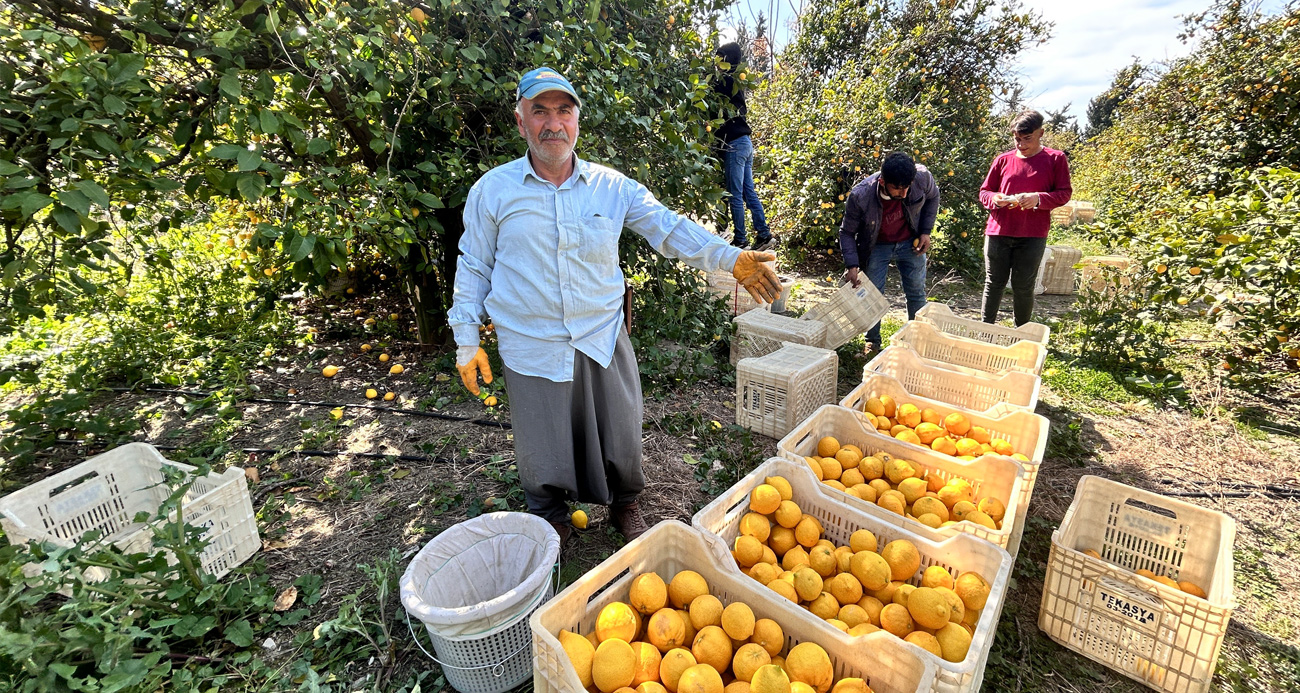 Limon bahçede 15 TL’den alıcı buluyor