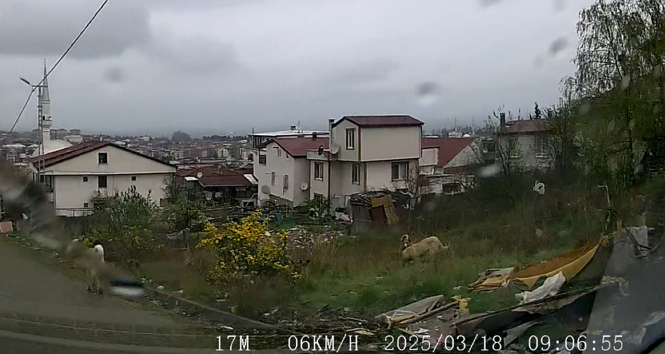 Yalova’da sokak köpeklerinin saldırdığı çocuk ağır yaralandı