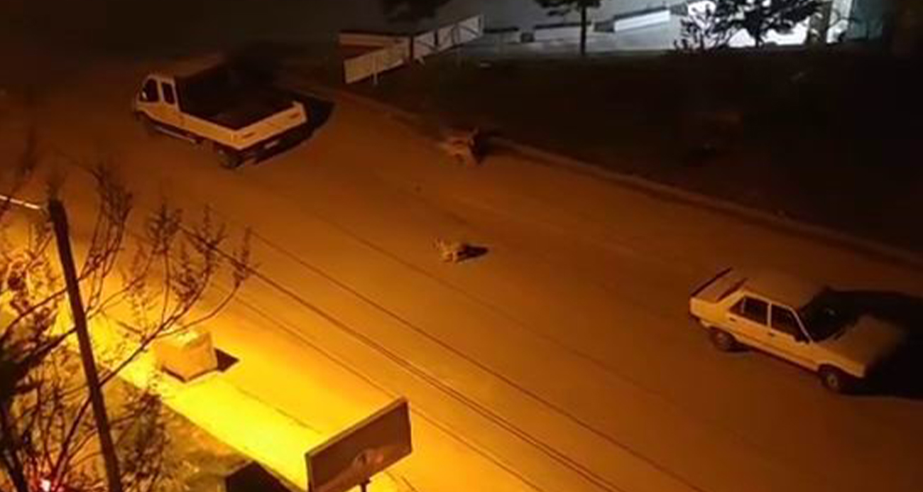 Elazığ’da sokak köpekleri çocuğa saldırdı