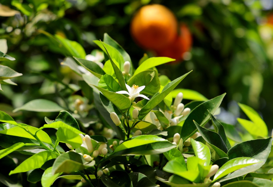 Açan portakal çiçeklerinin mis kokusu Adana’yı sardı