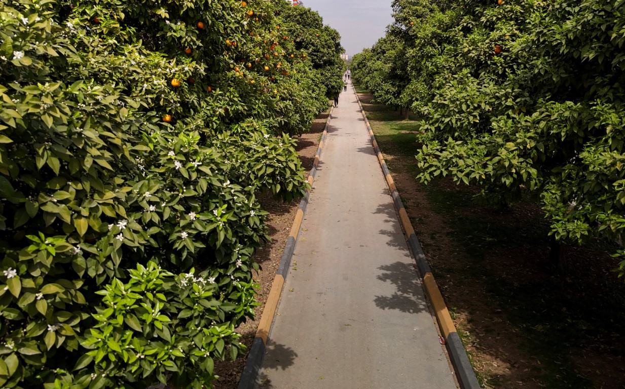 Açan portakal çiçeklerinin mis kokusu Adana’yı sardı