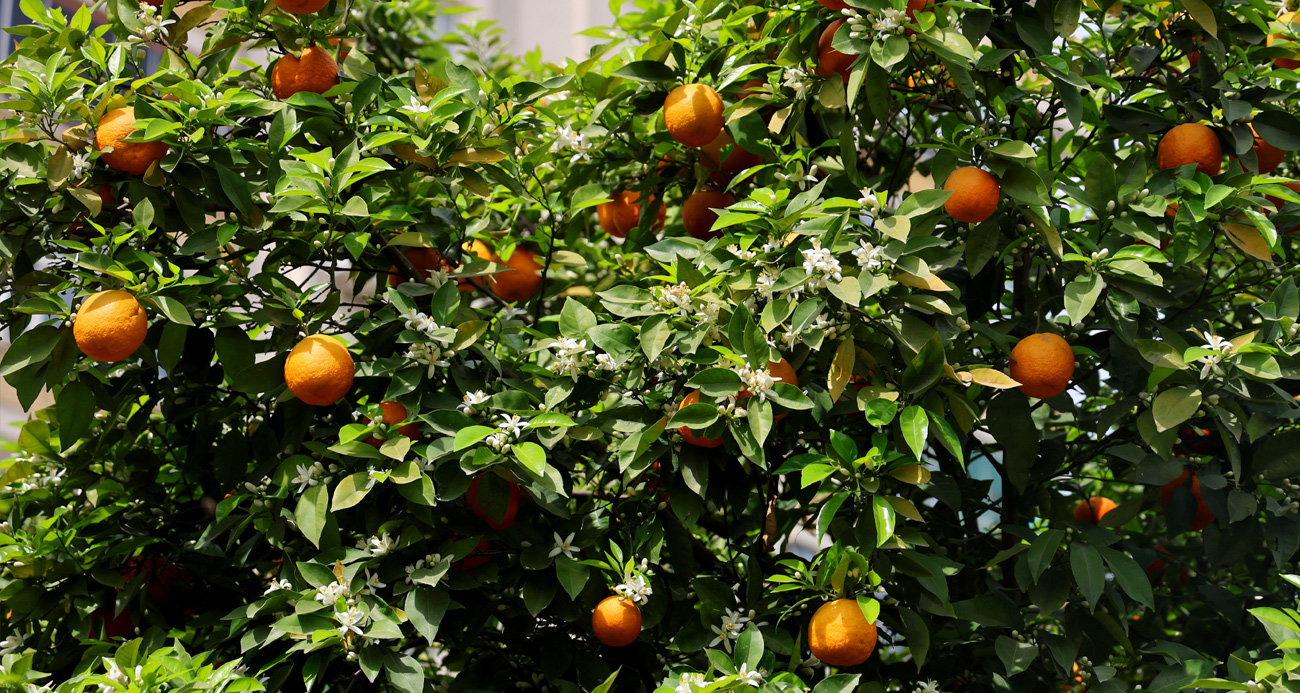 Açan portakal çiçeklerinin mis kokusu Adana’yı sardı