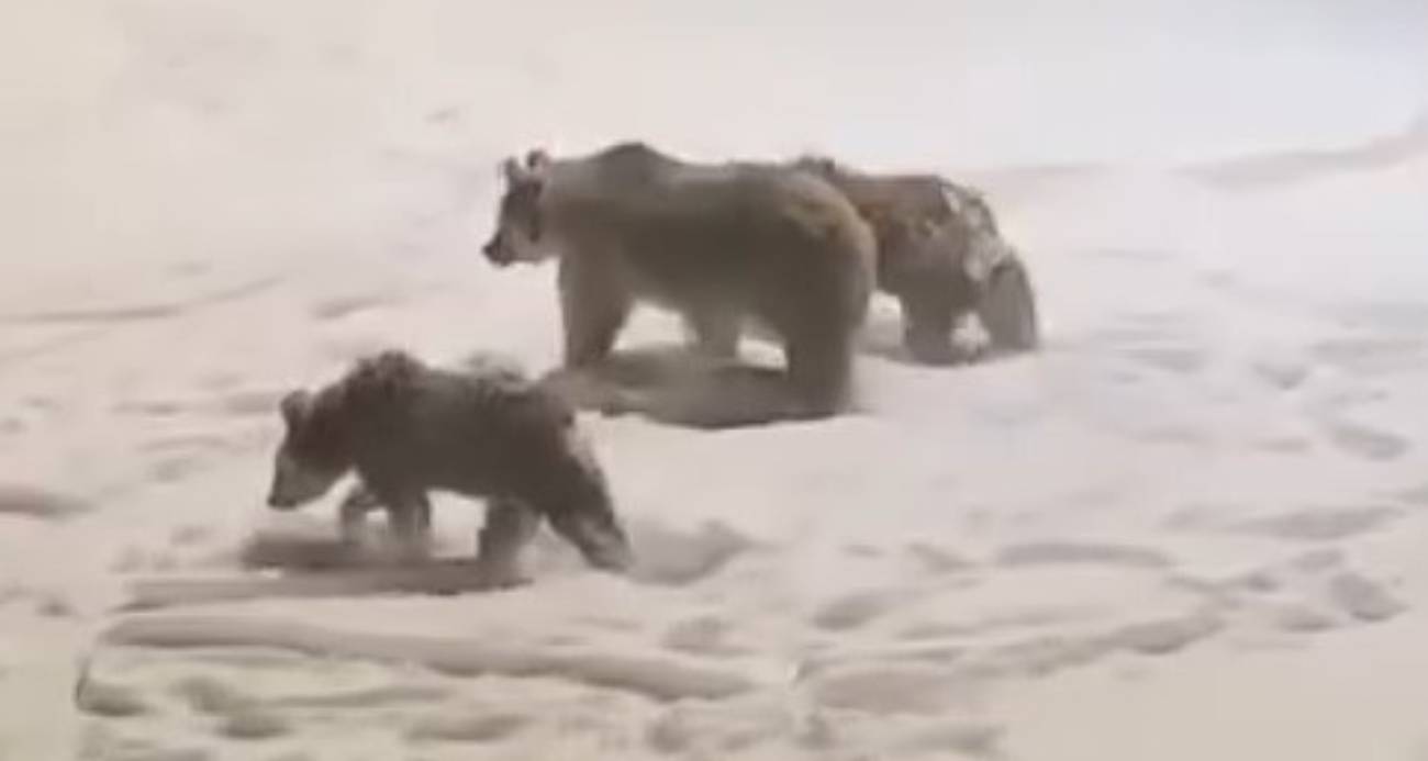 Sarıkamış’ta anne ve yavru ayılar görüntülendi