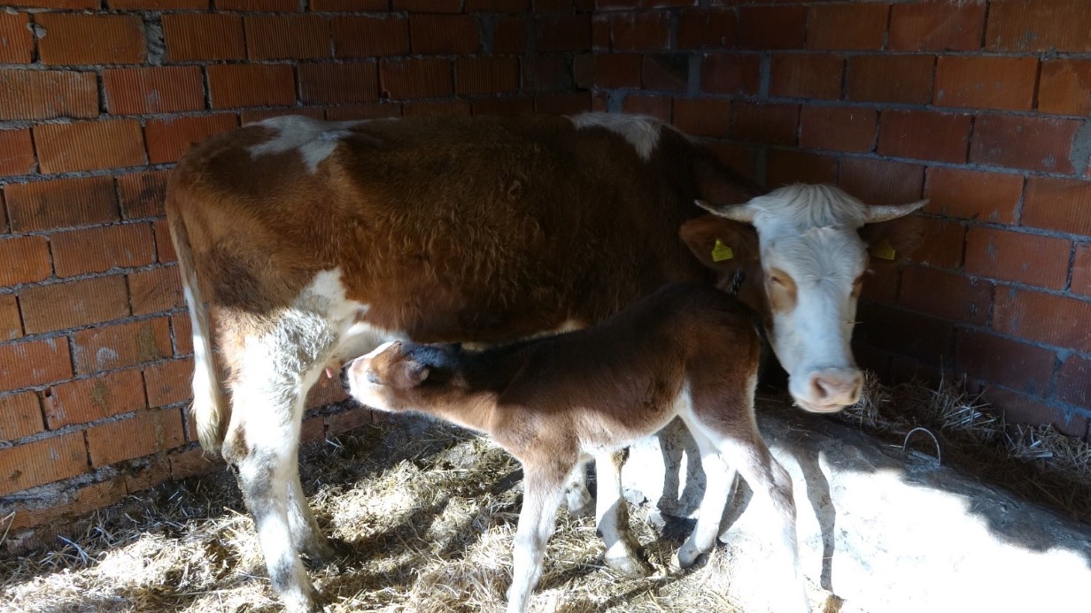 Annesi telef olan taya, inek annelik yapıyor