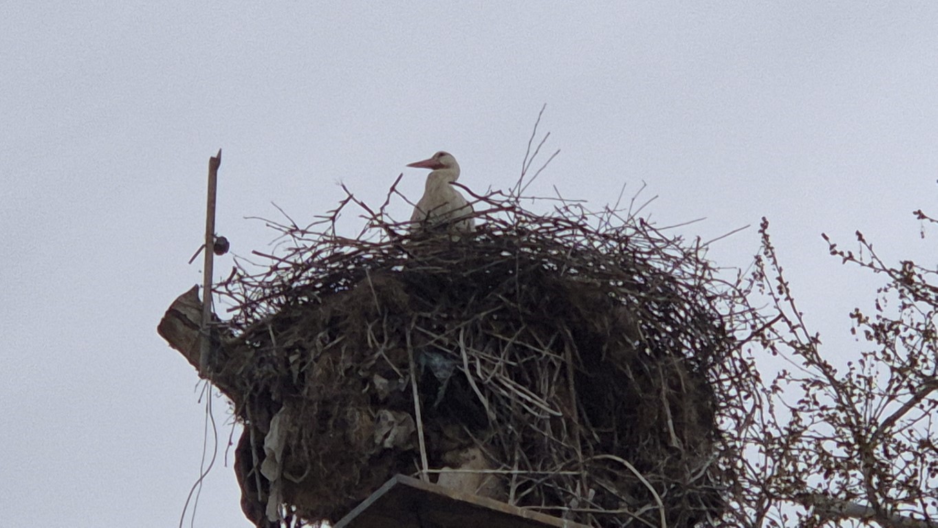 Tekirdağ’da Leyla ile Mecnun yuvalarına döndü
