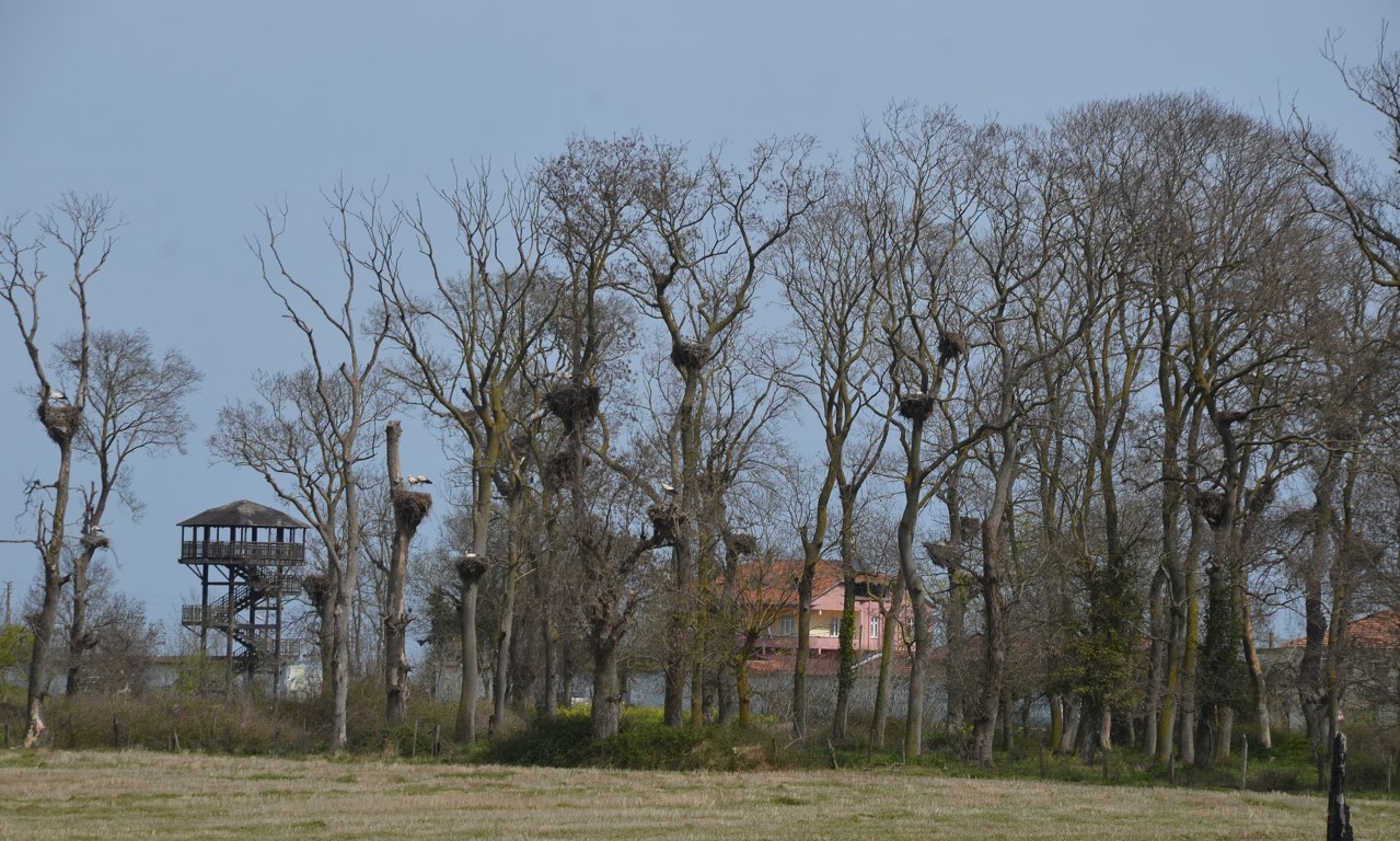 Apartmanı andıran ‘Leylek Ormanı’ şenlendi