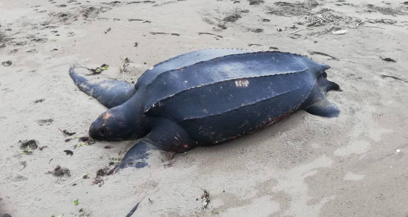 Okyanusların ‘şampiyonu’ Sakarya’da sahile vurdu