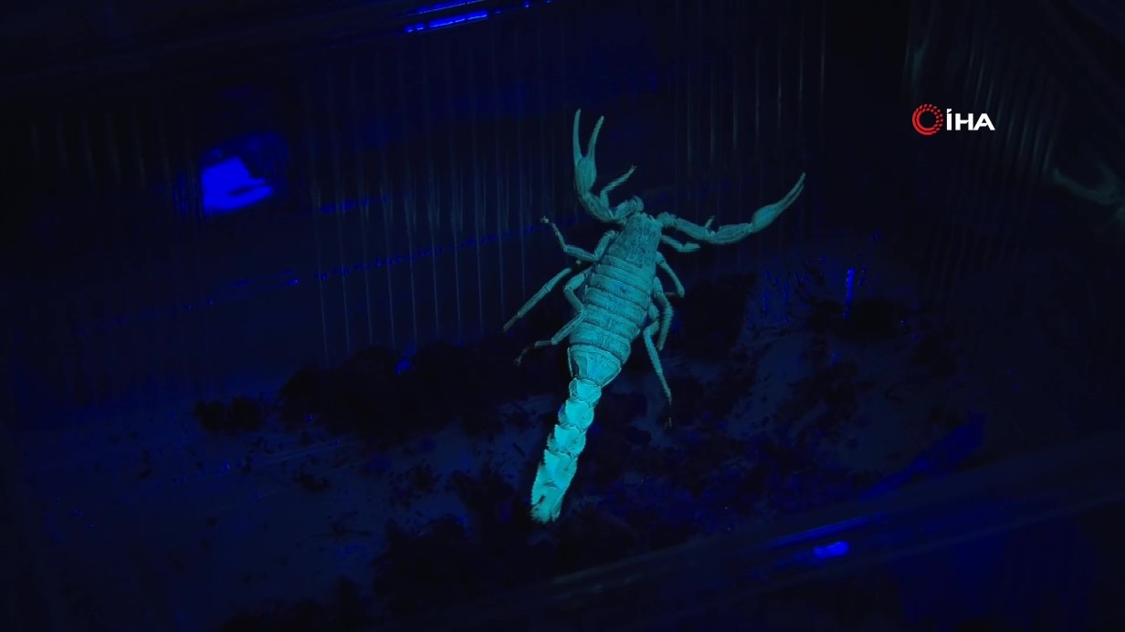 Beslediği 3 bin mavi akrebin zehrini sağıp tüketiyor