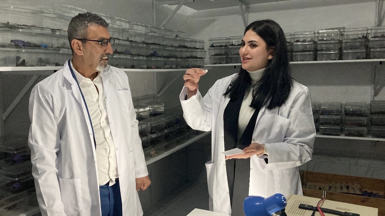 Beslediği 3 bin mavi akrebin zehrini sağıp tüketiyor