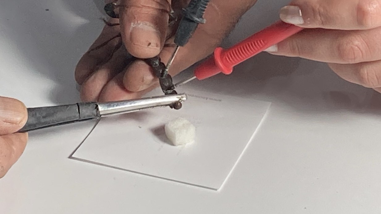 Beslediği 3 bin mavi akrebin zehrini sağıp tüketiyor