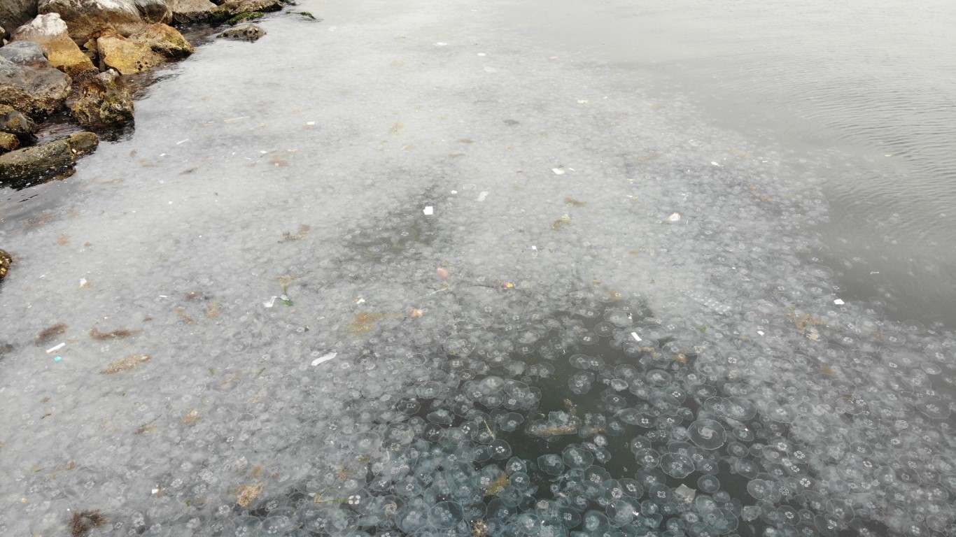 Moda Sahili’ni denizanası bastı: Dron ile böyle görüntülendi