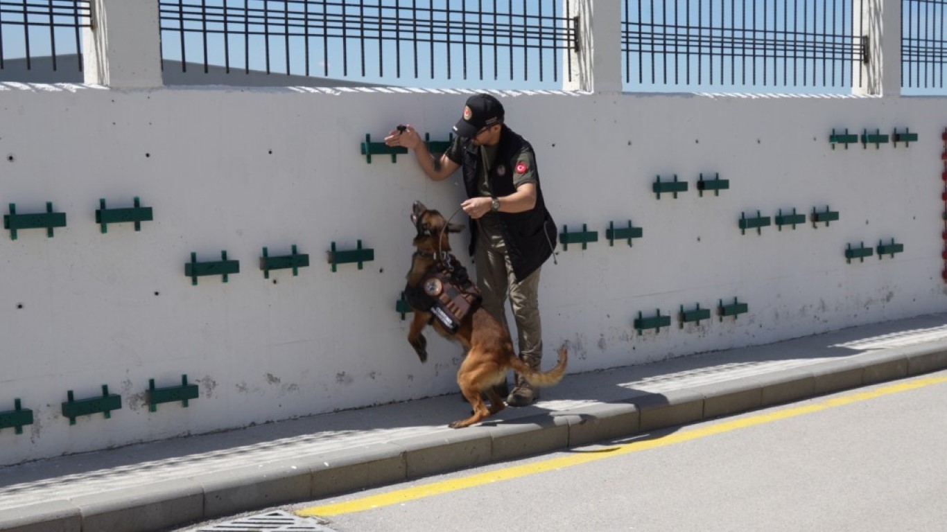 Sınırların gizli kahramanı hassas burun köpekler böyle eğitiliyor