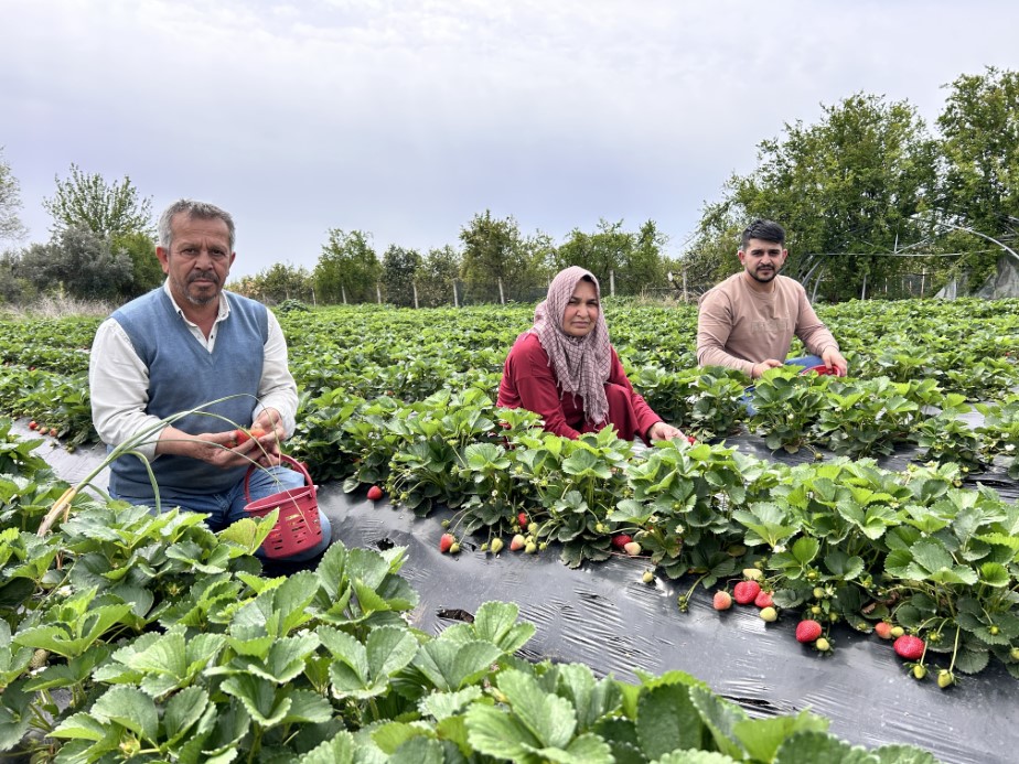 Zirai dondan ateş yakarak kurtardığı çileğin hasadına başladı