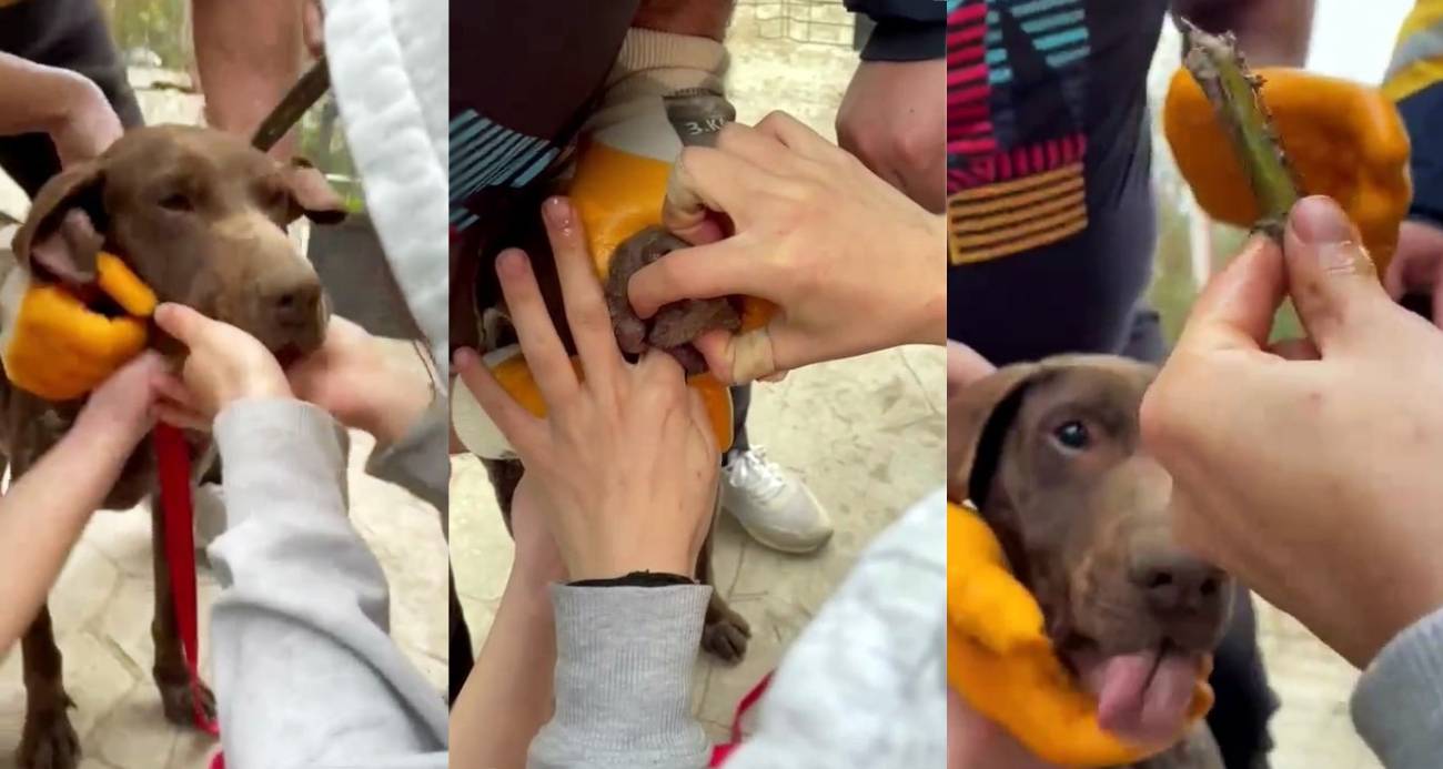 Boğazına ağaç parçası takılan köpeğin yardımına vatandaşlar koştu