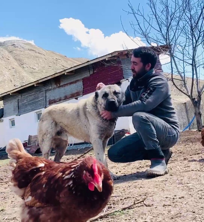 Kangal köpeğinin refleksi tavukların tilkiye yem olmasını önledi