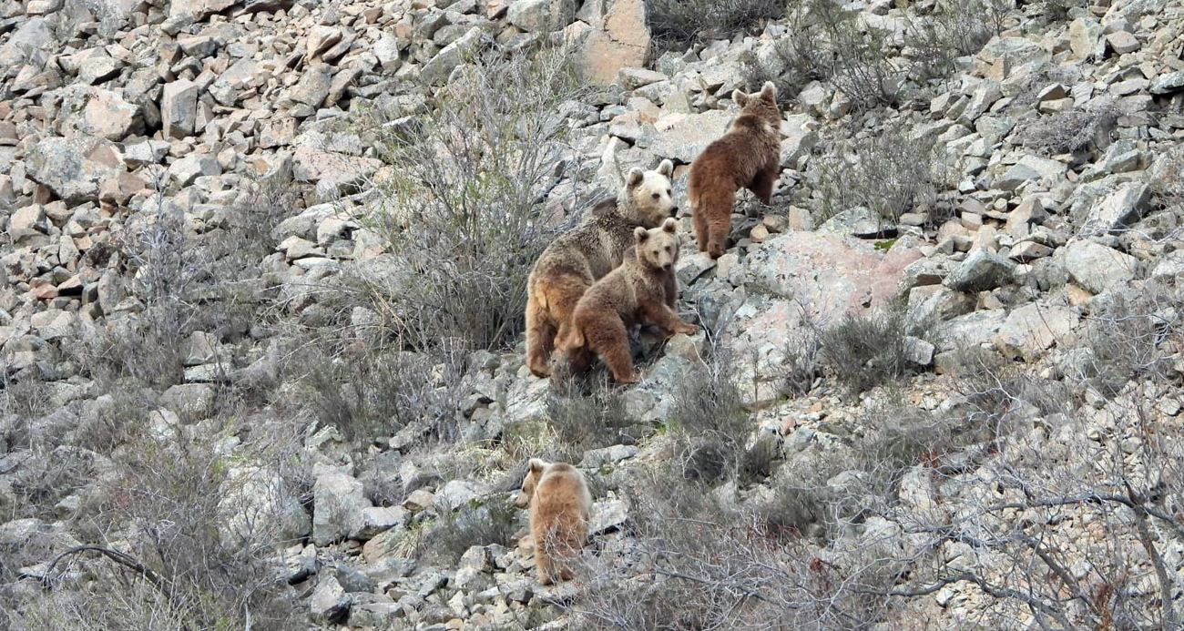 Kış uykusundan uyanan ayı ailesini görüntüledi