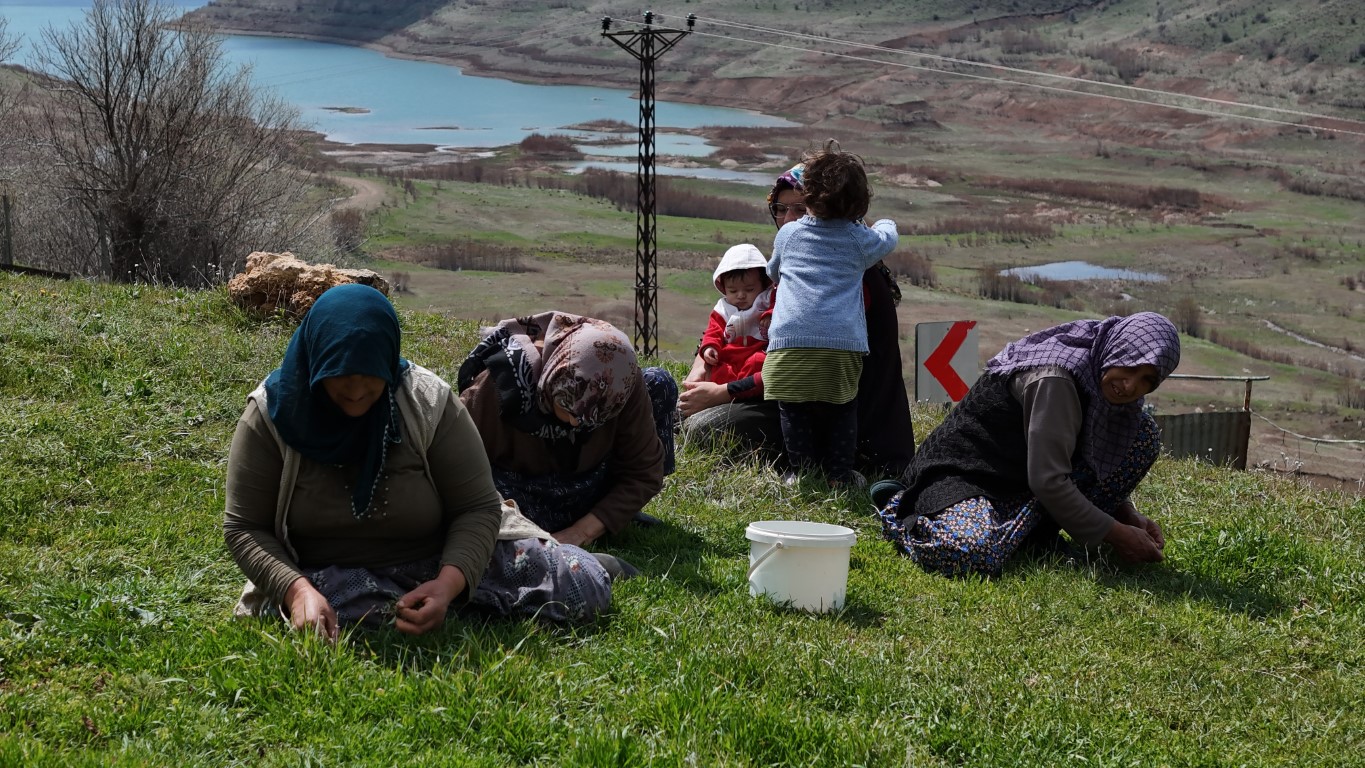 Türkülere konu olan madımak hasadı başladı