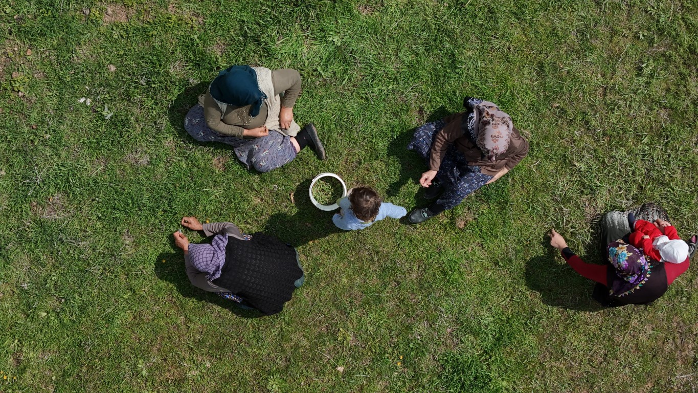 Türkülere konu olan madımak hasadı başladı