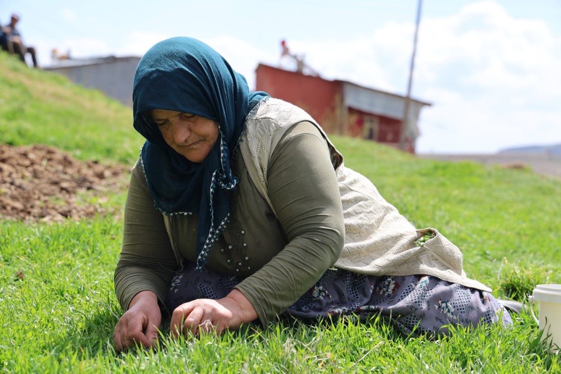 Türkülere konu olan madımak hasadı başladı