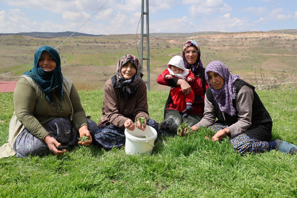 Türkülere konu olan madımak hasadı başladı