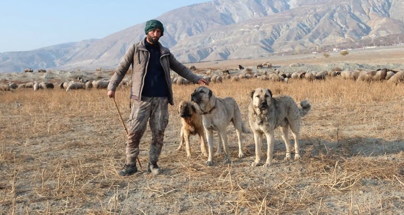 Erzincan’da 100 bin lira maaşla çoban bulamayan besici derdini Valiye anlattı