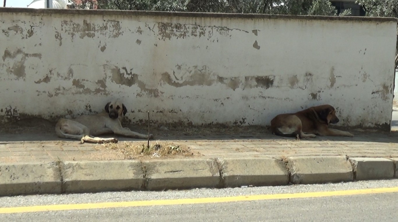 Aydın'da sınava giden öğrenciye köpek saldırdı! Mahalle sakinleri tedirgin