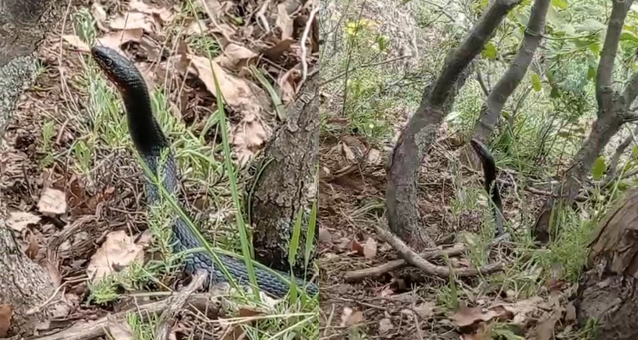 Yüksekova’da kara yılan görüntülendi
