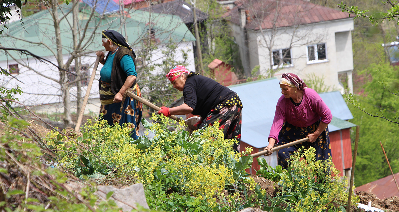 Karadeniz kadınının zorlu mesaisi başladı