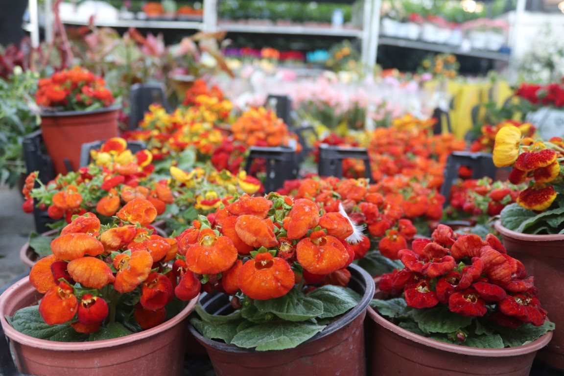 Alyalina Kozmetik, Bayındır Çiçek Festivali’nde doğal ürünleriyle dikkat çekti