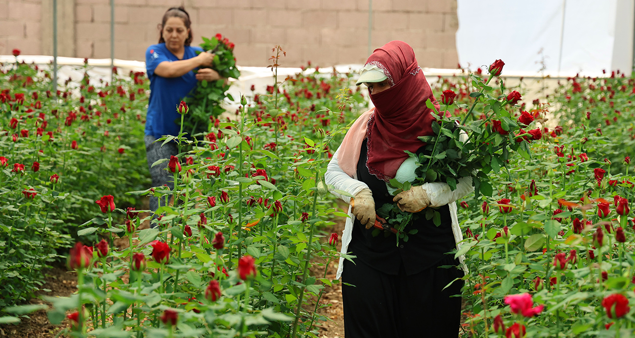 Anneler Günü öncesi gülde dikkat çeken fiyat marjı: Bahçede 5, çiçek sitelerinde 80-100 TL