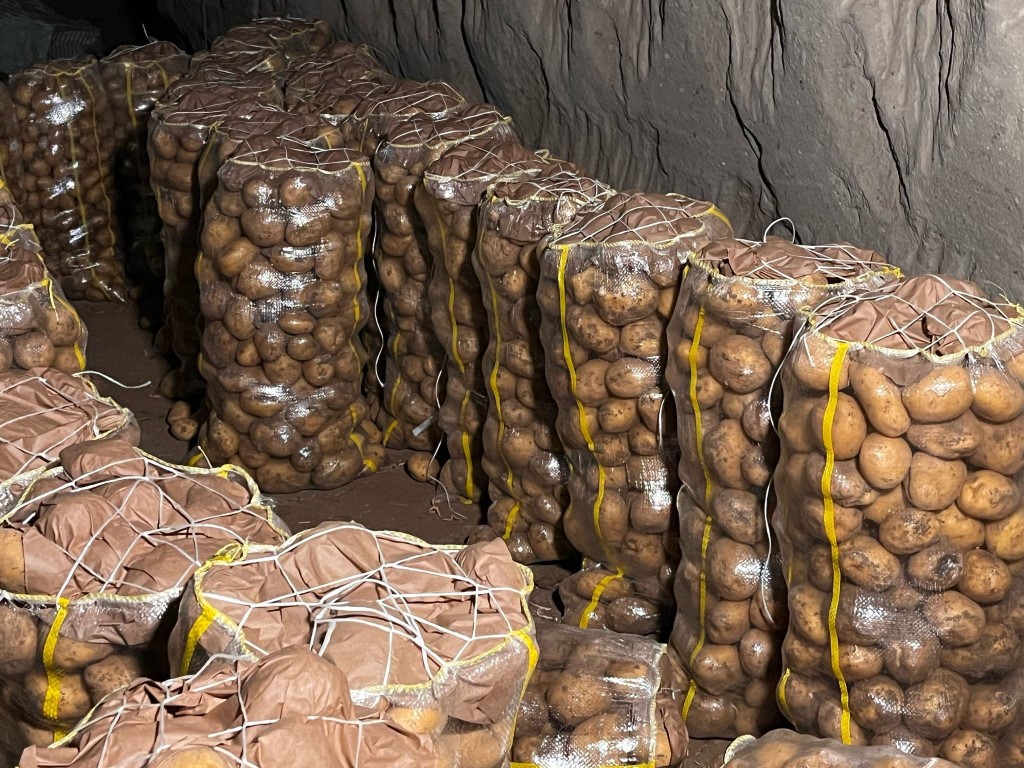 Hepsi geri gönderildi: Yurt dışından gelen 2 bin tondan fazla patates virüslü çıktı