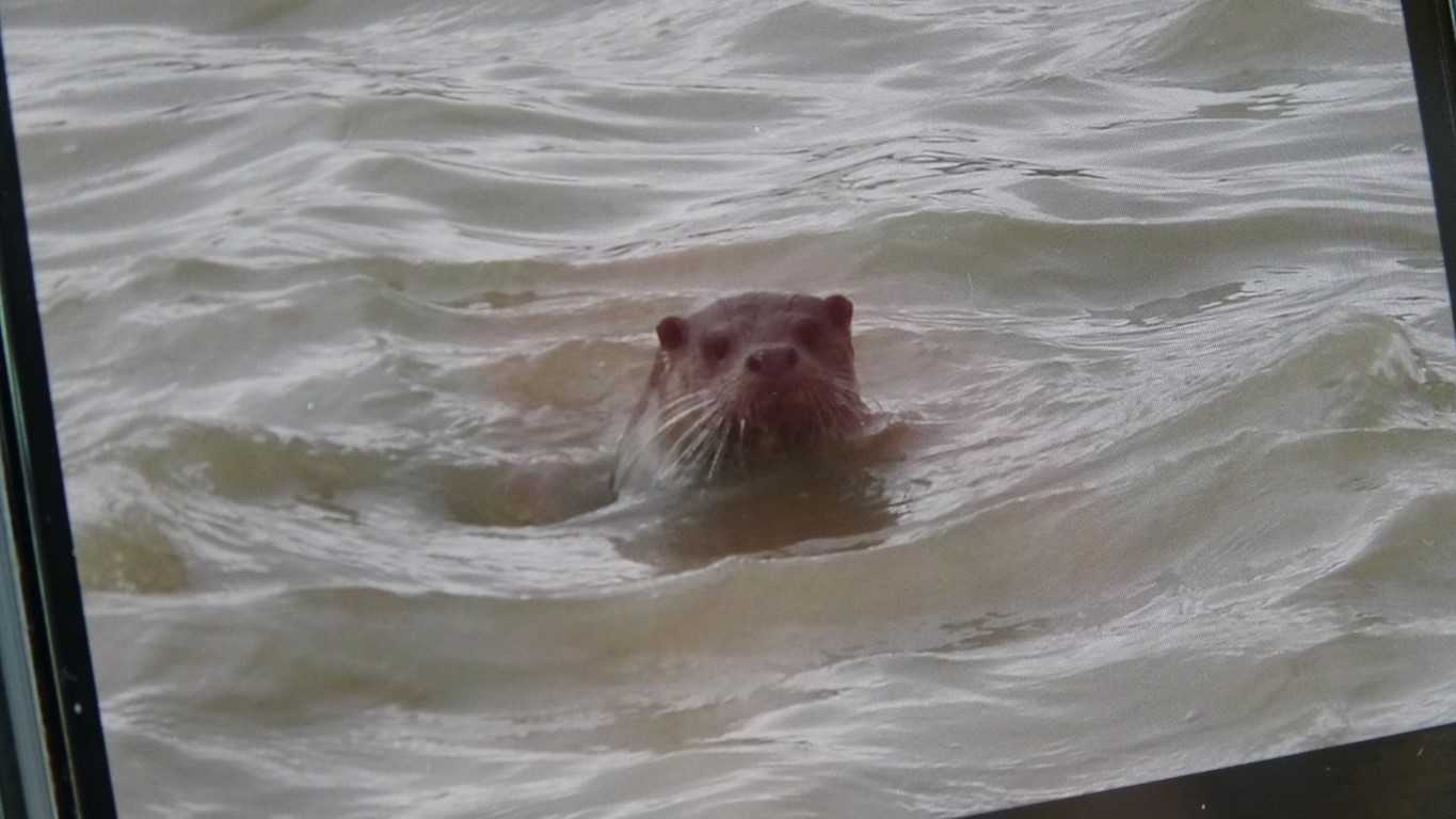 Sivas’ta nesli tehdit altındaki su samuru görüntülendi